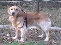 写真を撮ってたらウーッと威嚇されてしまった。